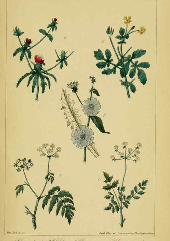 Reproducción/Reproduction 6459815863: Traité pratique et raisonné des plantes médicinales indigènes. 1868. Paris,P. Asselin,1868