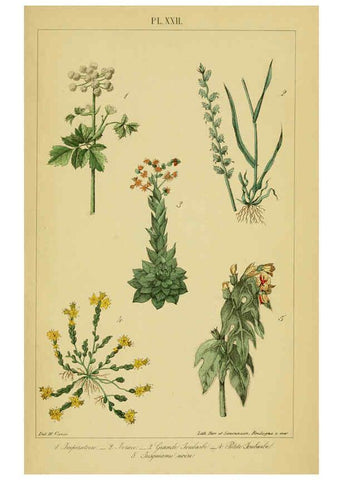Reproducción/Reproduction 6459820275: Traité pratique et raisonné des plantes médicinales indigènes. 1868. Paris,P. Asselin,1868