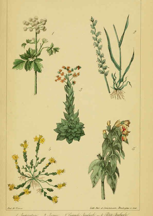 Reproducción/Reproduction 6459820275: Traité pratique et raisonné des plantes médicinales indigènes. 1868. Paris,P. Asselin,1868