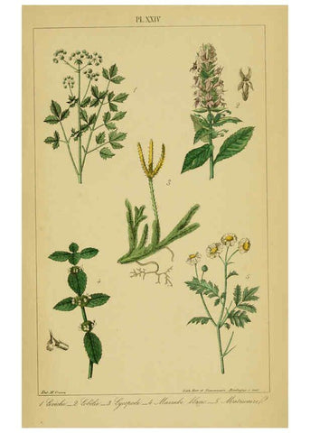 Reproducción/Reproduction 6459821147: Traité pratique et raisonné des plantes médicinales indigènes. 1868. Paris,P. Asselin,1868