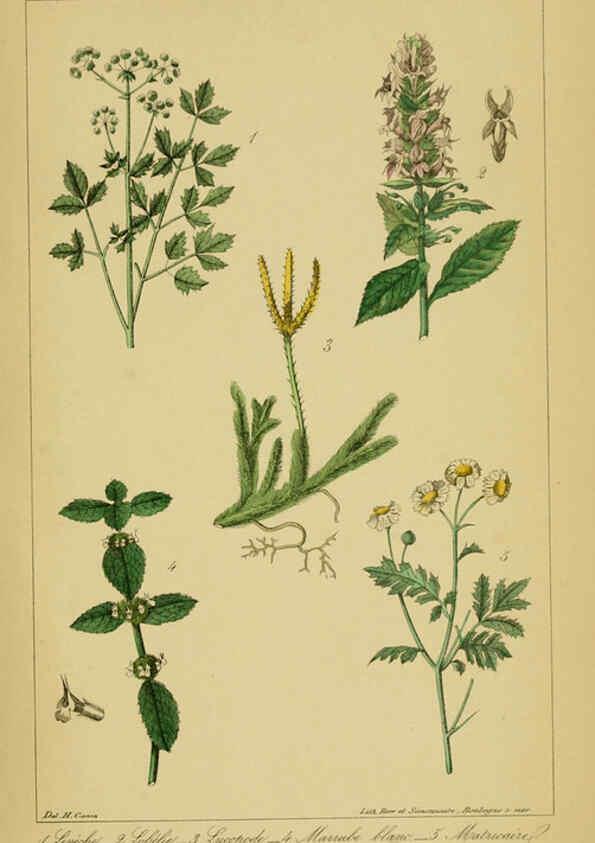 Reproducción/Reproduction 6459821147: Traité pratique et raisonné des plantes médicinales indigènes. 1868. Paris,P. Asselin,1868