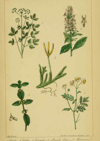 Reproducción/Reproduction 6459821147: Traité pratique et raisonné des plantes médicinales indigènes. 1868. Paris,P. Asselin,1868