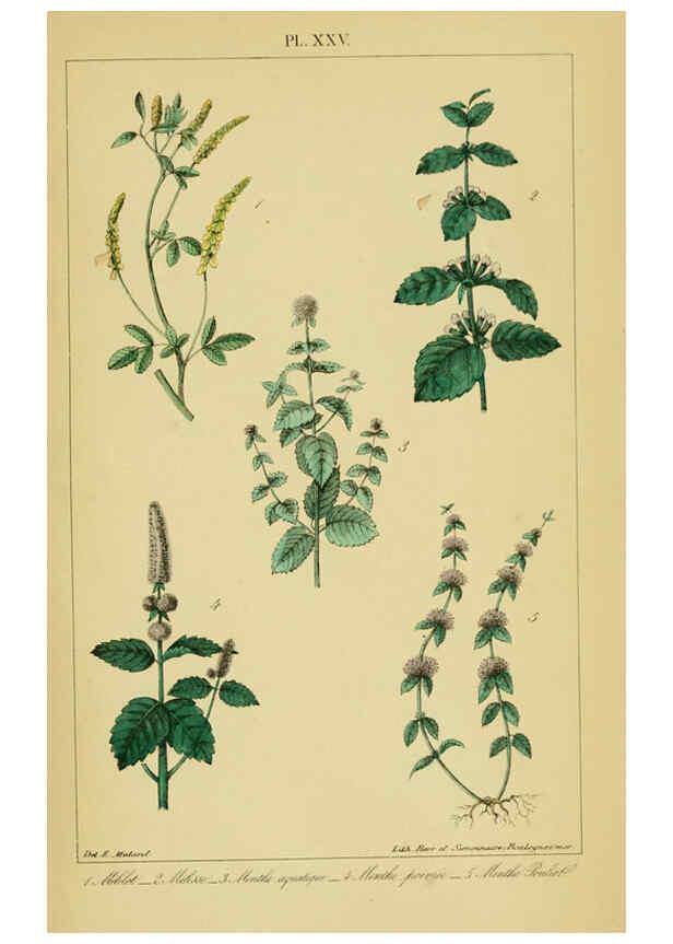 Reproducción/Reproduction 6459821637: Traité pratique et raisonné des plantes médicinales indigènes. 1868. Paris,P. Asselin,1868