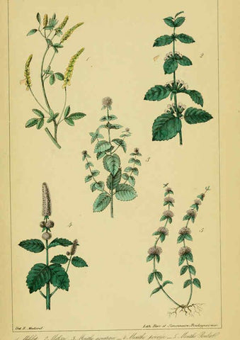 Reproducción/Reproduction 6459821637: Traité pratique et raisonné des plantes médicinales indigènes. 1868. Paris,P. Asselin,1868