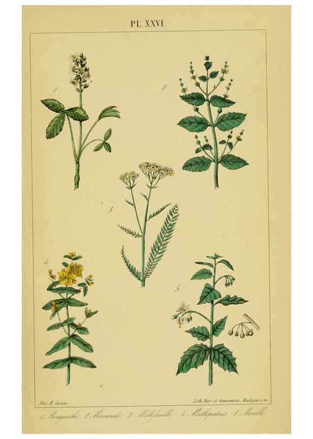 Reproducción/Reproduction 6459822271: Traité pratique et raisonné des plantes médicinales indigènes. 1868. Paris,P. Asselin,1868