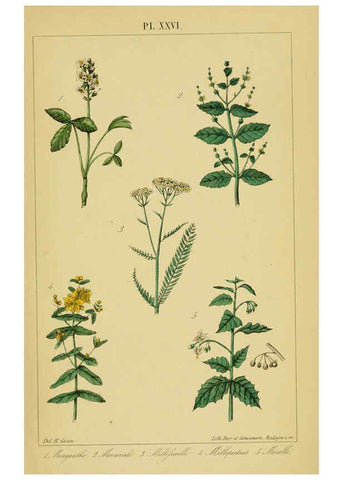 Reproducción/Reproduction 6459822271: Traité pratique et raisonné des plantes médicinales indigènes. 1868. Paris,P. Asselin,1868