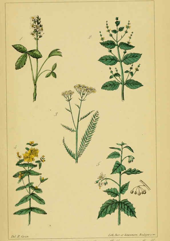 Reproducción/Reproduction 6459822271: Traité pratique et raisonné des plantes médicinales indigènes. 1868. Paris,P. Asselin,1868