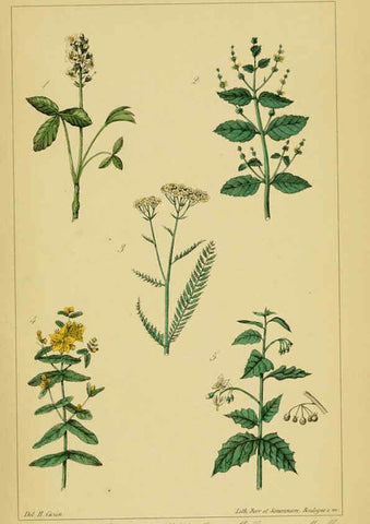 Reproducción/Reproduction 6459822271: Traité pratique et raisonné des plantes médicinales indigènes. 1868. Paris,P. Asselin,1868