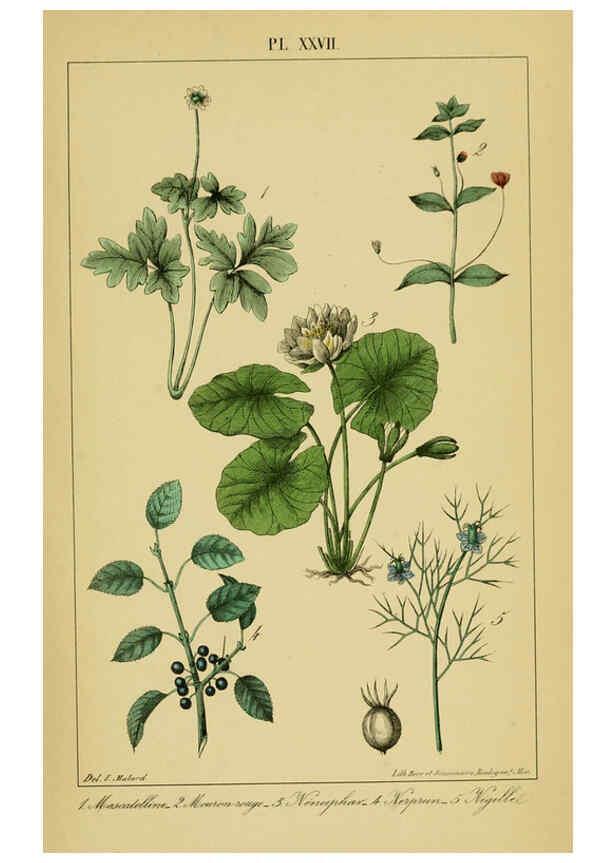 Reproducción/Reproduction 6459822771: Traité pratique et raisonné des plantes médicinales indigènes. 1868. Paris,P. Asselin,1868