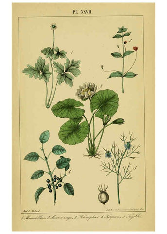 Reproducción/Reproduction 6459822771: Traité pratique et raisonné des plantes médicinales indigènes. 1868. Paris,P. Asselin,1868