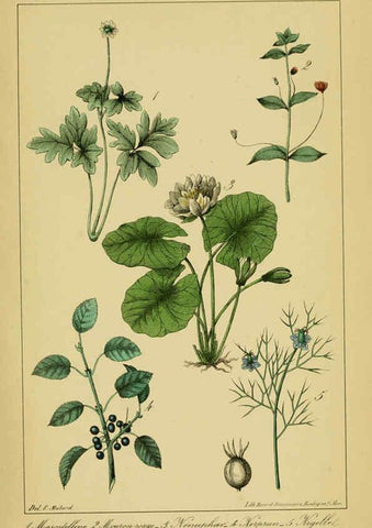 Reproducción/Reproduction 6459822771: Traité pratique et raisonné des plantes médicinales indigènes. 1868. Paris,P. Asselin,1868