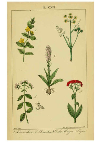 Reproducción/Reproduction 6459823389: Traité pratique et raisonné des plantes médicinales indigènes. 1868. Paris,P. Asselin,1868
