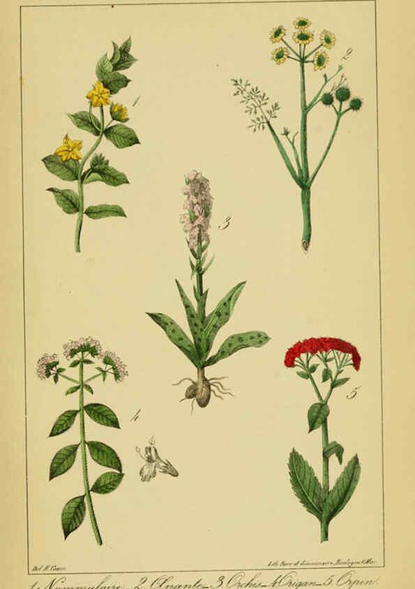 Reproducción/Reproduction 6459823389: Traité pratique et raisonné des plantes médicinales indigènes. 1868. Paris,P. Asselin,1868