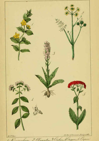 Reproducción/Reproduction 6459823389: Traité pratique et raisonné des plantes médicinales indigènes. 1868. Paris,P. Asselin,1868