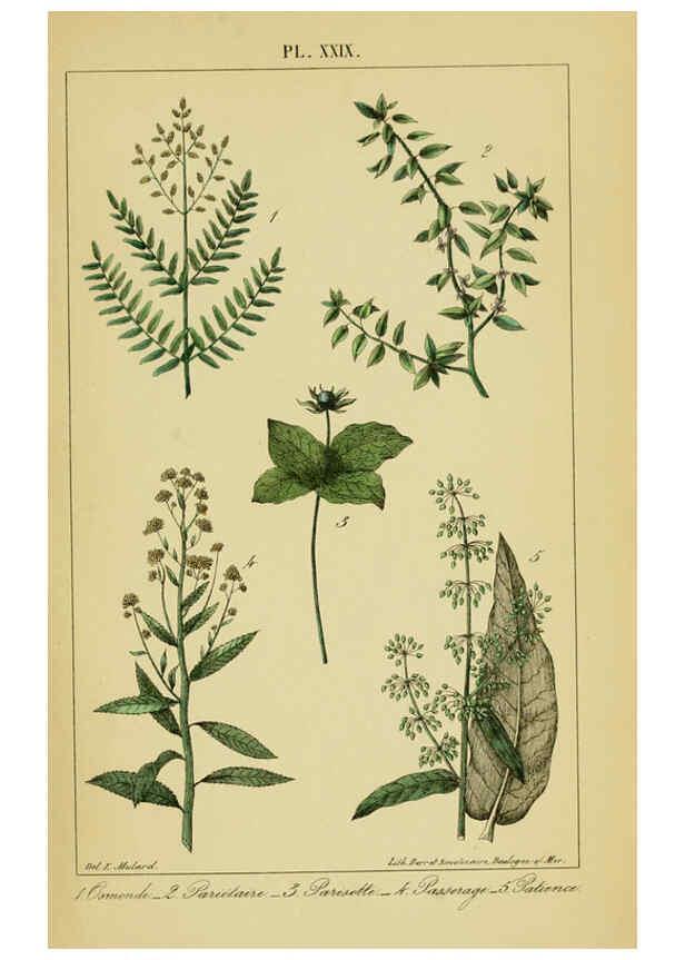Reproducción/Reproduction 6459824051: Traité pratique et raisonné des plantes médicinales indigènes. 1868. Paris,P. Asselin,1868