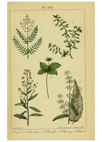 Reproducción/Reproduction 6459824051: Traité pratique et raisonné des plantes médicinales indigènes. 1868. Paris,P. Asselin,1868