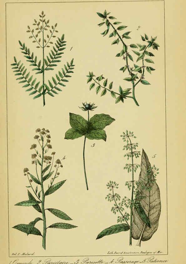 Reproducción/Reproduction 6459824051: Traité pratique et raisonné des plantes médicinales indigènes. 1868. Paris,P. Asselin,1868