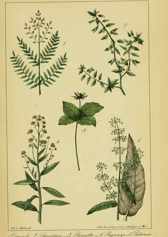Reproducción/Reproduction 6459824051: Traité pratique et raisonné des plantes médicinales indigènes. 1868. Paris,P. Asselin,1868