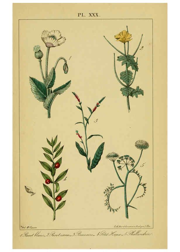 Reproducción/Reproduction 6459824527: Traité pratique et raisonné des plantes médicinales indigènes. 1868. Paris,P. Asselin,1868