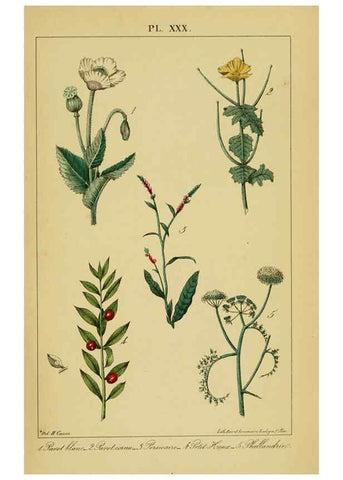 Reproducción/Reproduction 6459824527: Traité pratique et raisonné des plantes médicinales indigènes. 1868. Paris,P. Asselin,1868