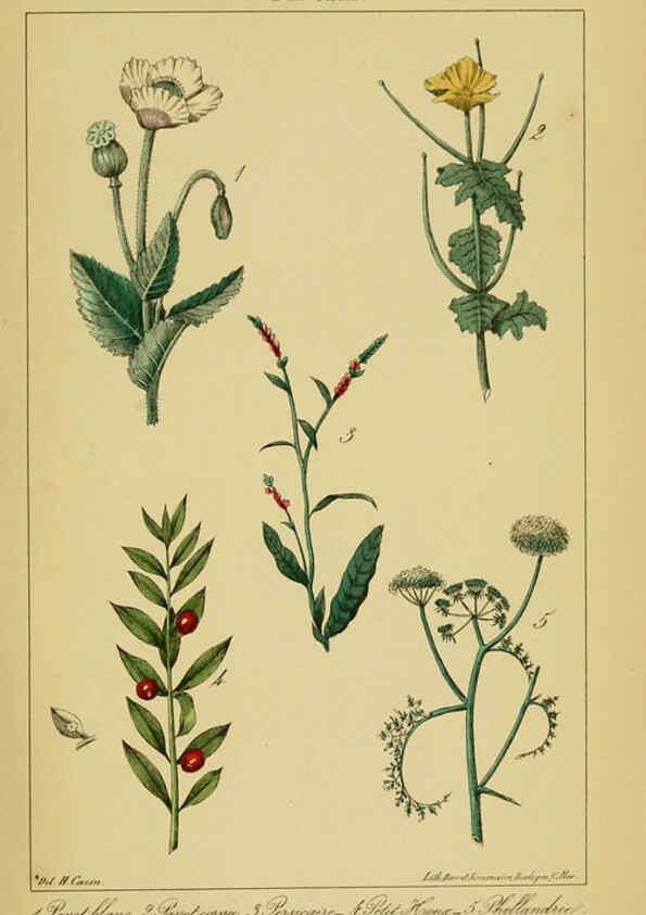 Reproducción/Reproduction 6459824527: Traité pratique et raisonné des plantes médicinales indigènes. 1868. Paris,P. Asselin,1868