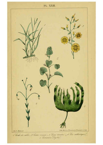 Reproducción/Reproduction 6459820745: Traité pratique et raisonné des plantes médicinales indigènes. 1868. Paris,P. Asselin,1868
