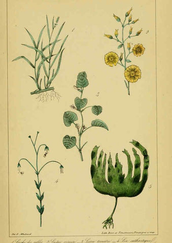 Reproducción/Reproduction 6459820745: Traité pratique et raisonné des plantes médicinales indigènes. 1868. Paris,P. Asselin,1868