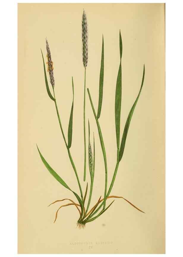 Reproducción/Reproduction 6869477041: A natural history of British grasses.. London,Groombridge,1858.