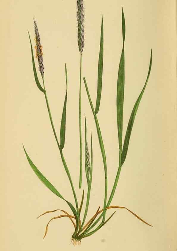 Reproducción/Reproduction 6869477041: A natural history of British grasses.. London,Groombridge,1858.