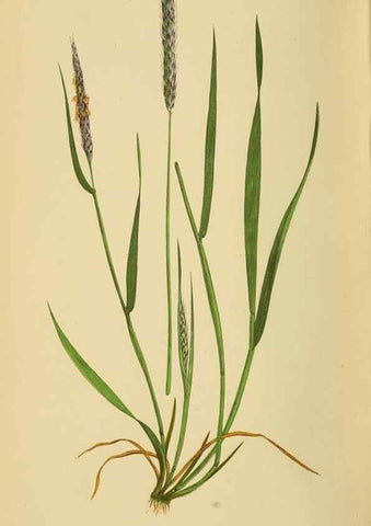 Reproducción/Reproduction 6869477041: A natural history of British grasses.. London,Groombridge,1858.