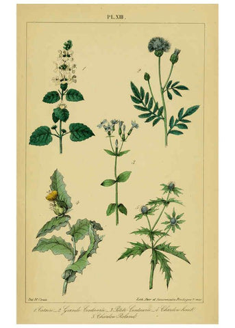Reproducción/Reproduction 6459815389: Traité pratique et raisonné des plantes médicinales indigènes. 1868. Paris,P. Asselin,1868
