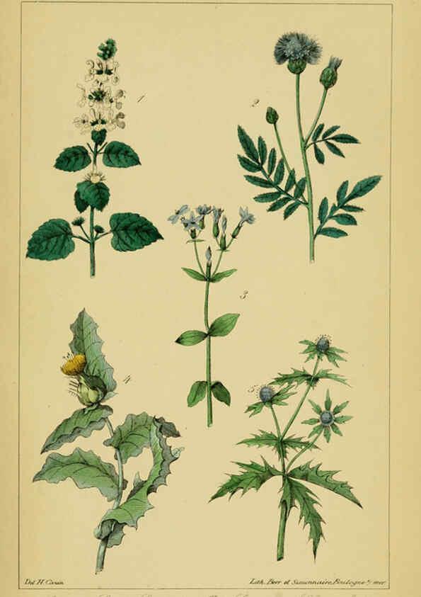 Reproducción/Reproduction 6459815389: Traité pratique et raisonné des plantes médicinales indigènes. 1868. Paris,P. Asselin,1868