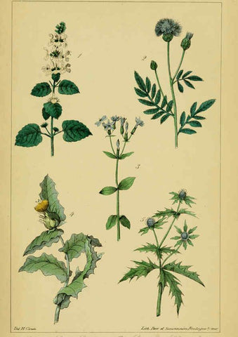 Reproducción/Reproduction 6459815389: Traité pratique et raisonné des plantes médicinales indigènes. 1868. Paris,P. Asselin,1868