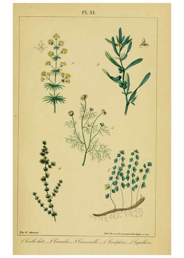 Reproducción/Reproduction 6459814389: Traité pratique et raisonné des plantes médicinales indigènes. 1868. Paris,P. Asselin,1868