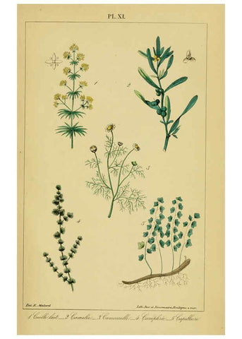 Reproducción/Reproduction 6459814389: Traité pratique et raisonné des plantes médicinales indigènes. 1868. Paris,P. Asselin,1868