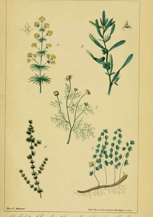 Reproducción/Reproduction 6459814389: Traité pratique et raisonné des plantes médicinales indigènes. 1868. Paris,P. Asselin,1868