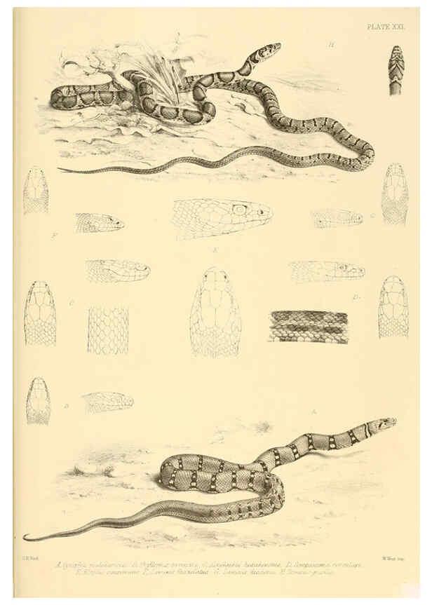 Reproducción/Reproduction 6459729027: The reptiles of British India London :Pub. for the Ray society by R. Hardwicke,1864