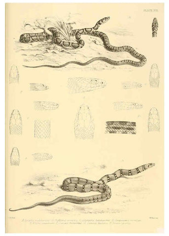 Reproducción/Reproduction 6459729027: The reptiles of British India London :Pub. for the Ray society by R. Hardwicke,1864