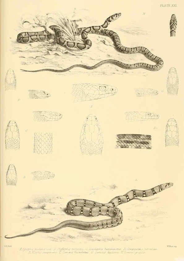 Reproducción/Reproduction 6459729027: The reptiles of British India London :Pub. for the Ray society by R. Hardwicke,1864