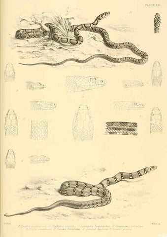 Reproducción/Reproduction 6459729027: The reptiles of British India London :Pub. for the Ray society by R. Hardwicke,1864