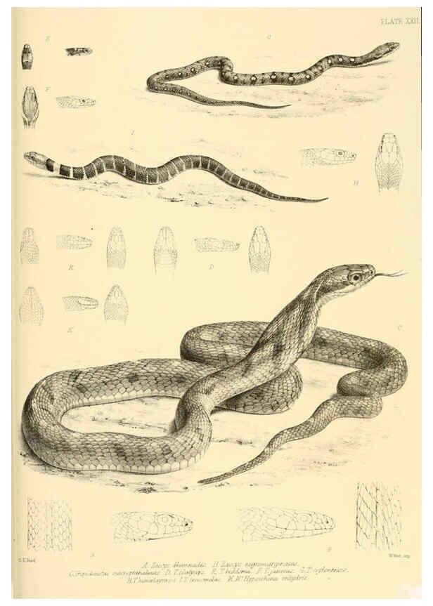 Reproducción/Reproduction 6459729587: The reptiles of British India London :Pub. for the Ray society by R. Hardwicke,1864
