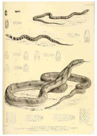 Reproducción/Reproduction 6459729587: The reptiles of British India London :Pub. for the Ray society by R. Hardwicke,1864