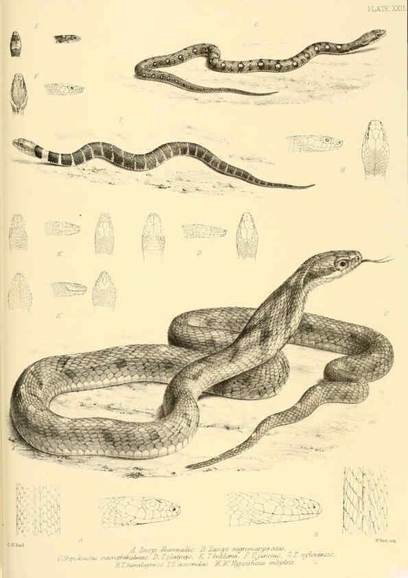 Reproducción/Reproduction 6459729587: The reptiles of British India London :Pub. for the Ray society by R. Hardwicke,1864