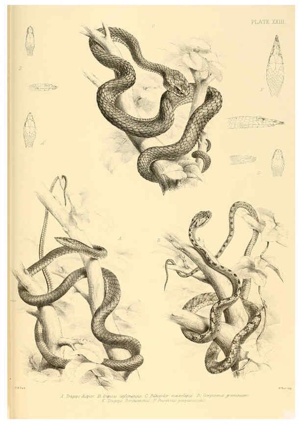 Reproducción/Reproduction 6459729959: The reptiles of British India London :Pub. for the Ray society by R. Hardwicke,1864