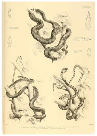Reproducción/Reproduction 6459729959: The reptiles of British India London :Pub. for the Ray society by R. Hardwicke,1864