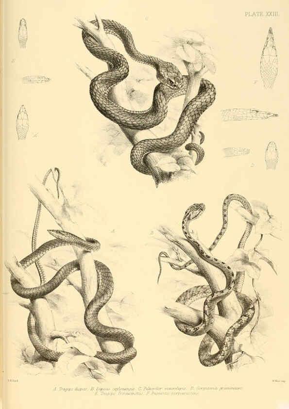 Reproducción/Reproduction 6459729959: The reptiles of British India London :Pub. for the Ray society by R. Hardwicke,1864