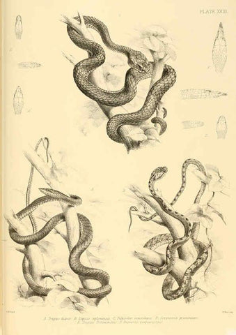Reproducción/Reproduction 6459729959: The reptiles of British India London :Pub. for the Ray society by R. Hardwicke,1864