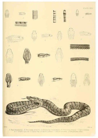 Reproducción/Reproduction 6459730345: The reptiles of British India London :Pub. for the Ray society by R. Hardwicke,1864