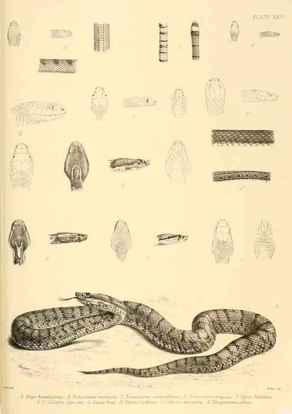 Reproducción/Reproduction 6459730345: The reptiles of British India London :Pub. for the Ray society by R. Hardwicke,1864