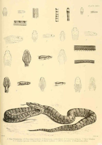 Reproducción/Reproduction 6459730345: The reptiles of British India London :Pub. for the Ray society by R. Hardwicke,1864